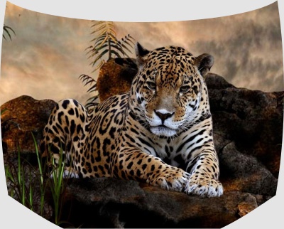 Винилография на капот - Леопард на камне