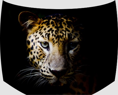 Винилография на капот - Леопард под винилографию