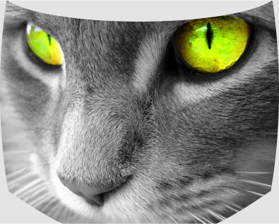 Винилография на капот -  Серый кот с желто-зелеными глазами
