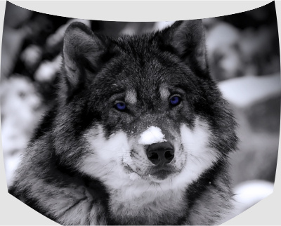 Винилография на капот -  Волк