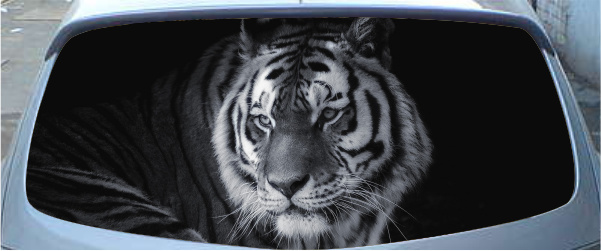 Винилография на заднее стекло - Тигр чернобелый