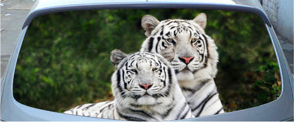 Винилография на заднее стекло - Белые тигры